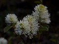 Fothergilla gardenii Suzanne IMG_9327 Fotergilla Gardena